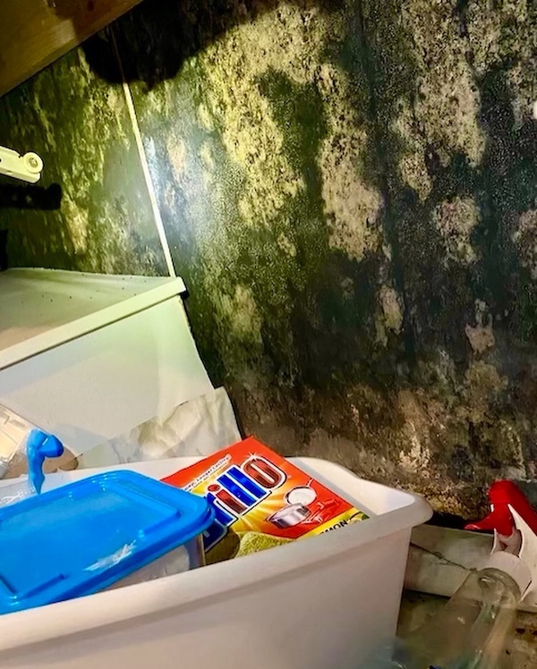 Severe mold infestation on interior wall