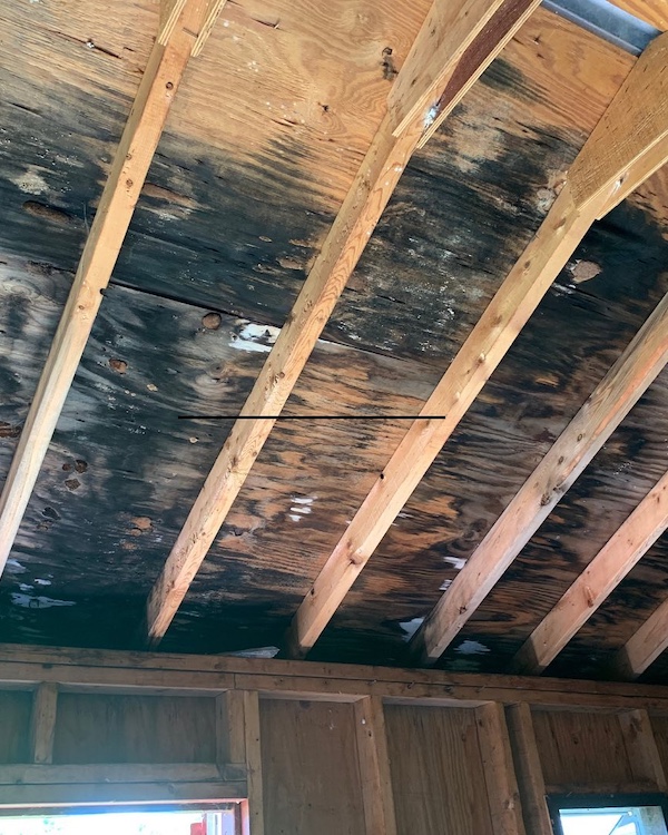 Mold growth on roof joists in attic space